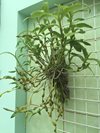 Den. findlayanum (Orchidegartneriet-Hans Christiansen) (2)